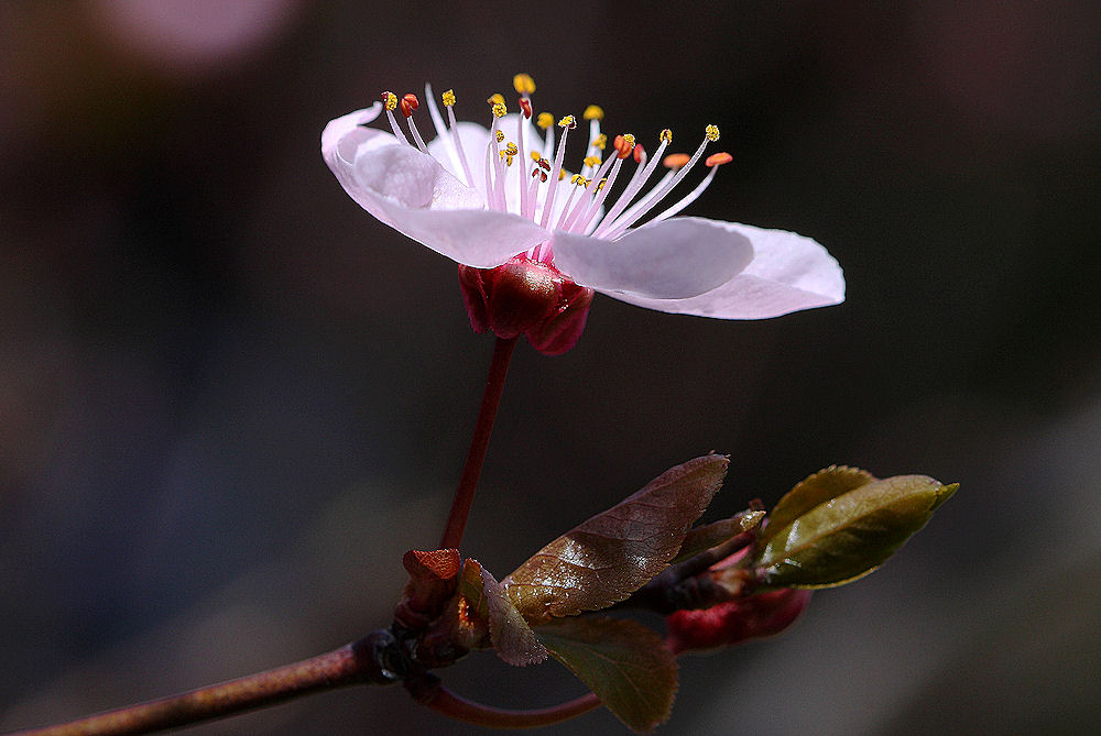 Prunus dulcis / Mandorlo